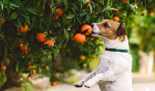 Dürfen Hunde Mandarinen essen?