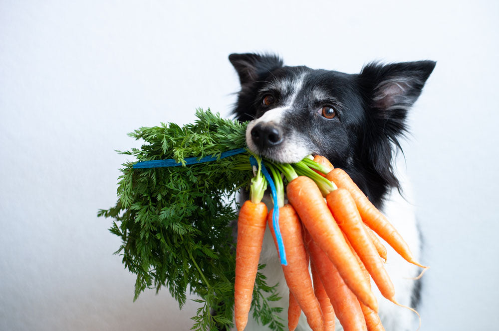 Hund mit mehreren Karotten im Maul