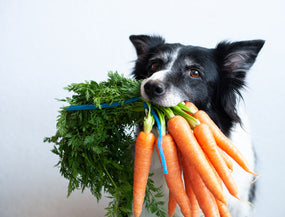 Hund mit mehreren Karotten im Maul