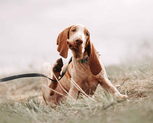 Juckreiz: Hund kratzt sich sehr intensiv