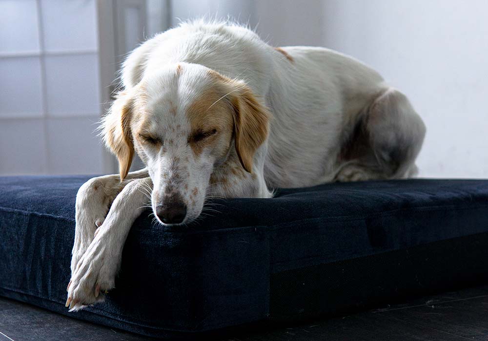 Hund mit Arthrose liegt im Körbchen