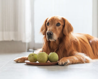 Hund liegt mit Birnen vor sich
