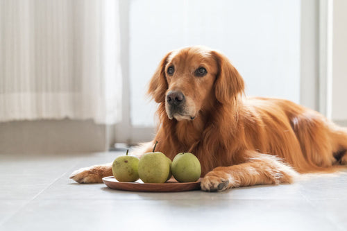 Hund liegt mit Birnen vor sich