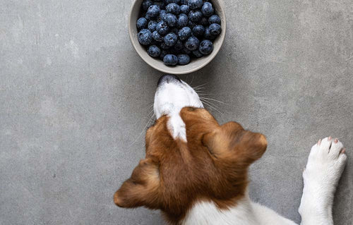 Hund mit Heidelbeeren in einer Schüssel