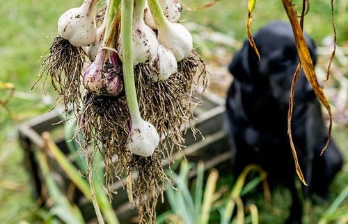 Dürfen Hund Knoblauch essen? Hier eine Knolle Knoblauch