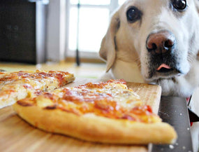 Hund vor einem Pizza-Stück mit Mozzarella