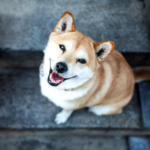 Lächelnder Hund ohne Zahnstein