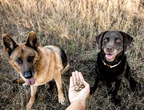 Darmsanierung beim Hund und Darmflora aufbauen