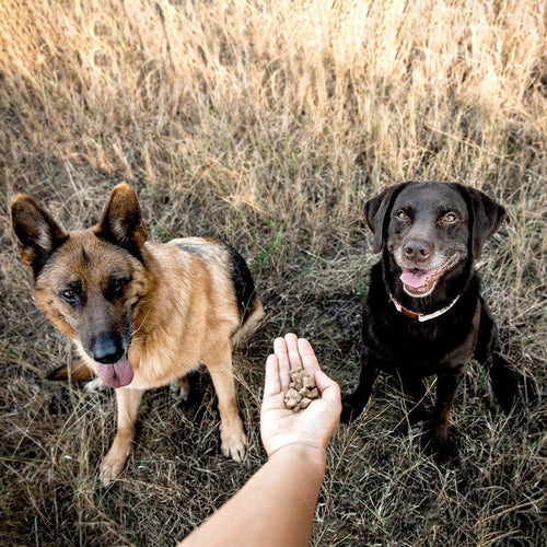 Darmsanierung beim Hund und Darmflora aufbauen