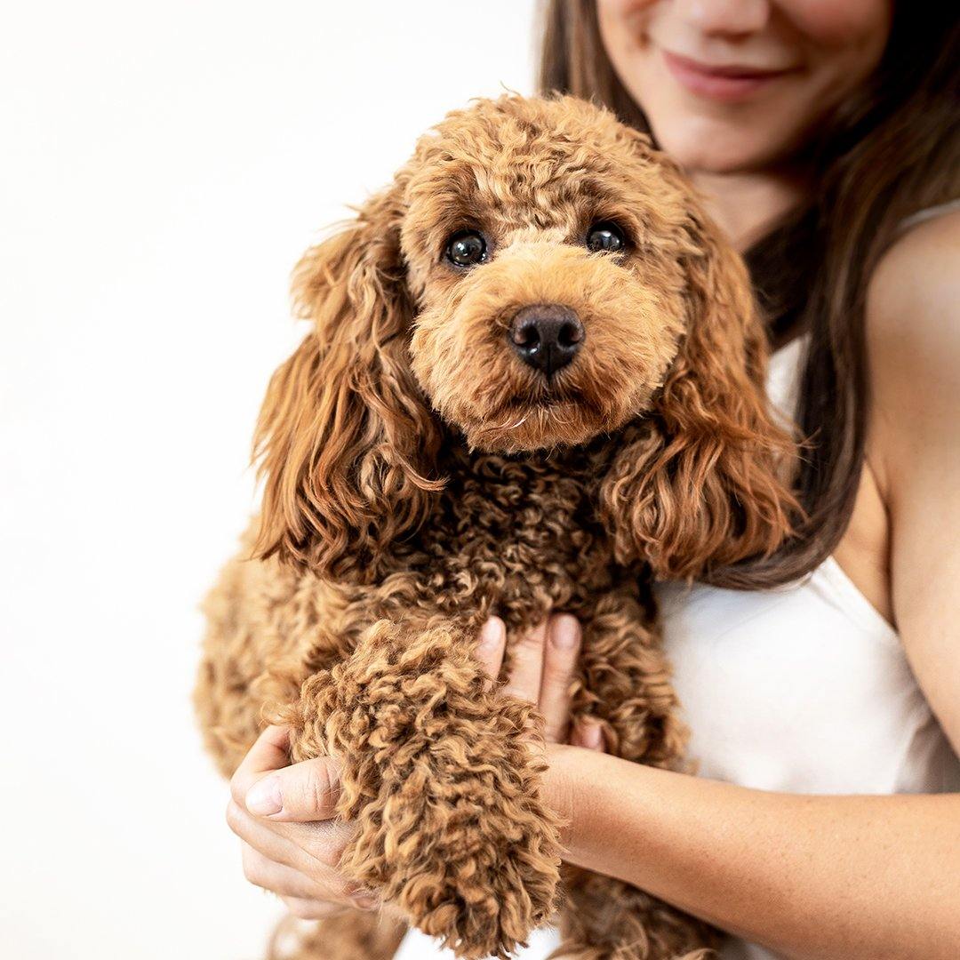 Husten beim Hund - mammaly