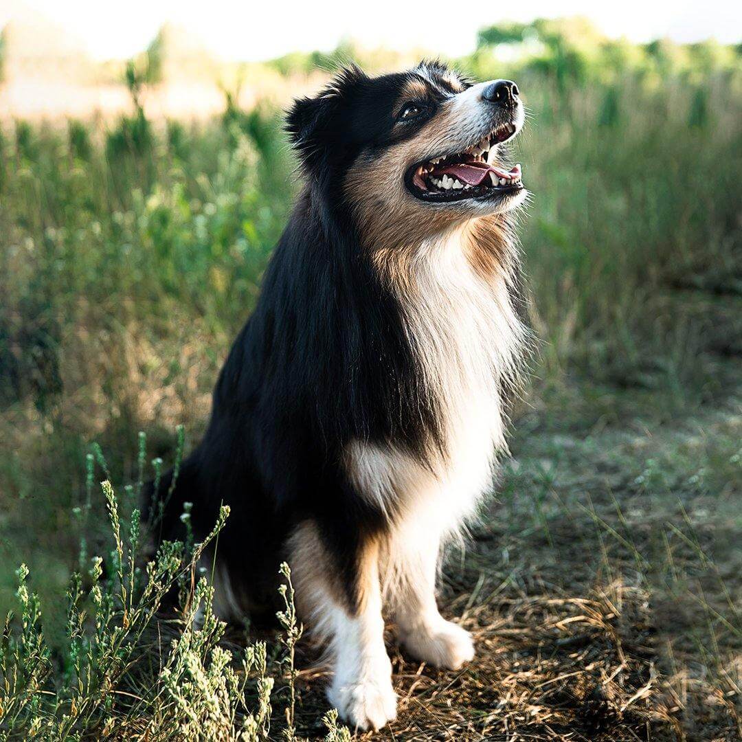 Kann mein Hund sich erkälten? mammaly Ratgeber