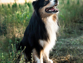 Kann mein Hund sich erkälten? mammaly Ratgeber