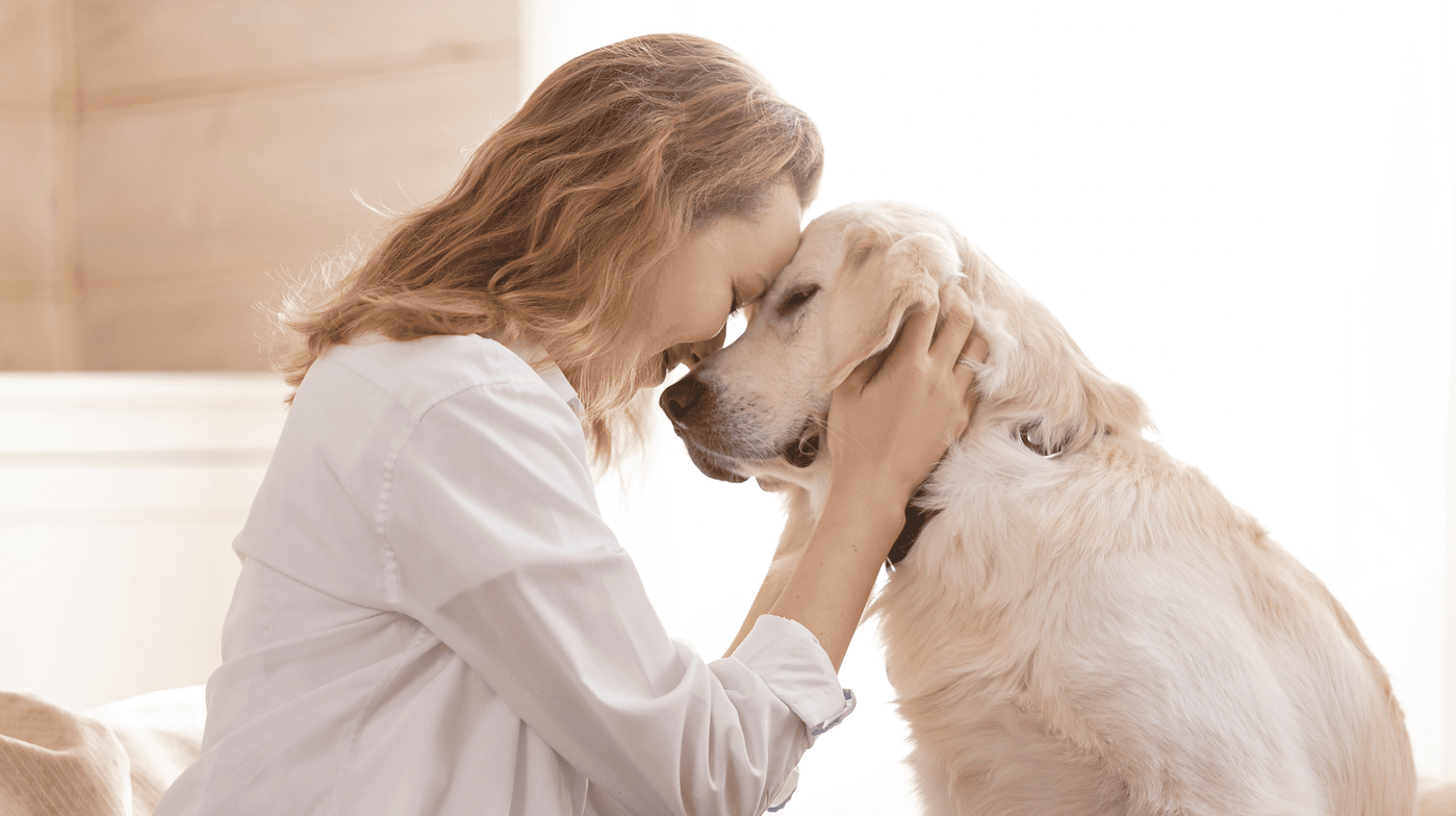 Patellaluxation beim Hund – Symptome, Behandlung und wie du helfen kannst