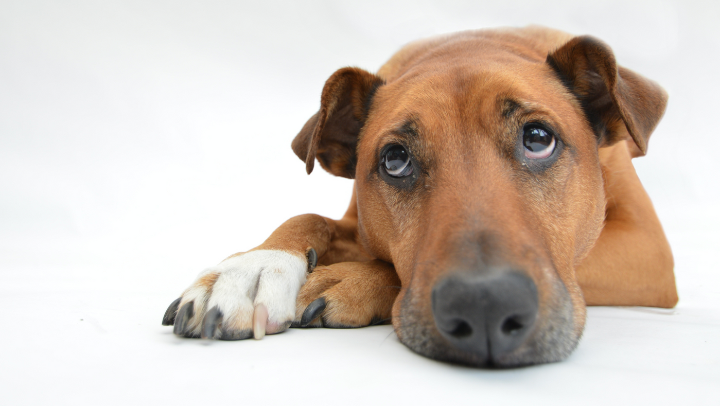 Schilddrüsenunterfunktion (Hypothyreose) beim Hund