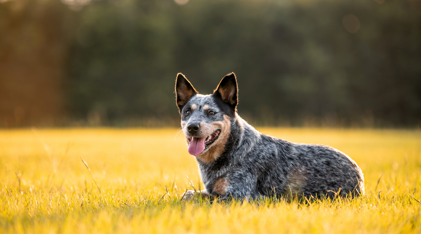Mein Hund zittert – was steckt dahinter? Ursachen, Tipps und wie du helfen kannst