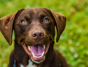 Success Story mit Lucky Belly Hundeleckerlis von mammaly