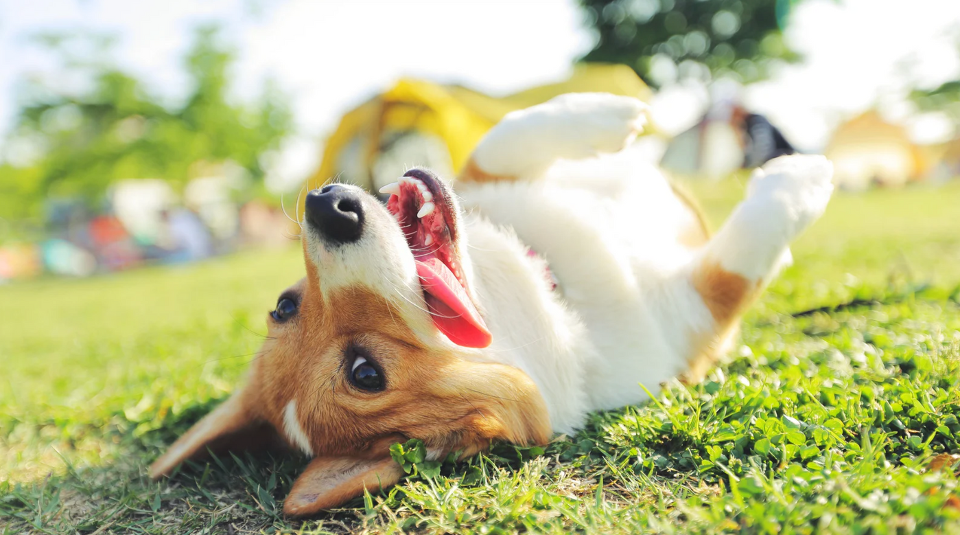 Spondylose beim Hund – Symptome, Behandlung und Alltag mit der Erkrankung