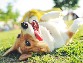 Spondylose beim Hund – Symptome, Behandlung und Alltag mit der Erkrankung