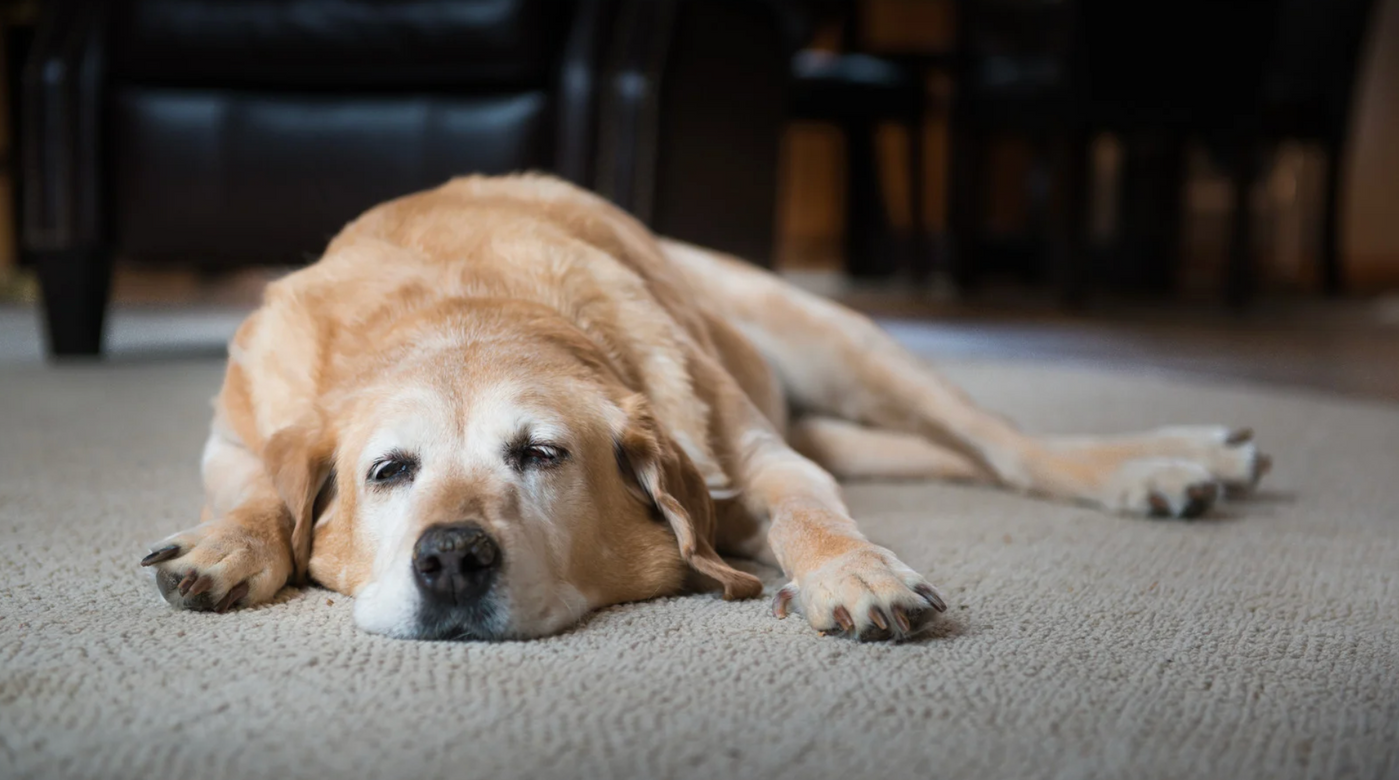 Darmentzündung beim Hund – Ursachen, Symptome und Behandlung