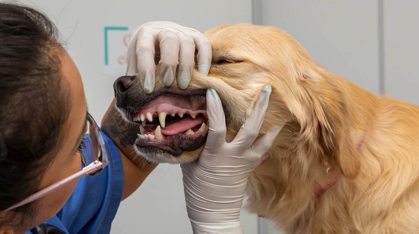 Zahnfleischentzündung beim Hund – Ursachen, Symptome und Behandlung