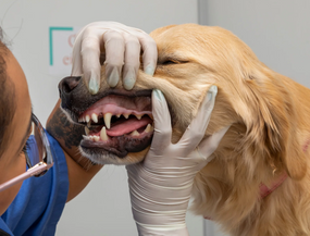 Zahnfleischentzündung beim Hund – Ursachen, Symptome und Behandlung