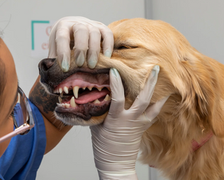 Zahnfleischentzündung beim Hund – Ursachen, Symptome und Behandlung