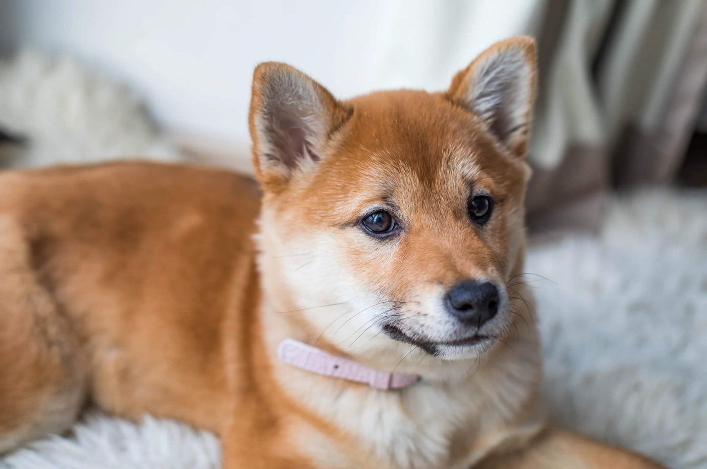 Kleiner Shiba Inu liegt auf der Couch