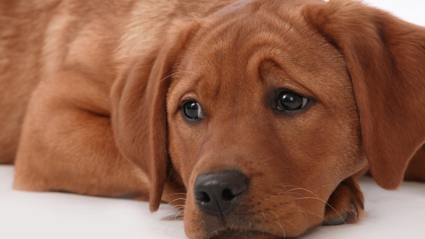 Bandscheibenvorfall beim Hund – Symptome, Behandlung und was du tun kannst