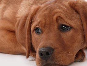 Bandscheibenvorfall beim Hund – Symptome, Behandlung und was du tun kannst