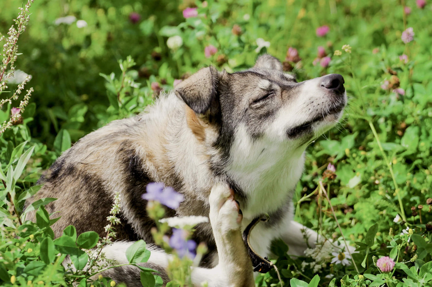 Flöhe beim Hund: Wenn das Kratzen kein Ende nimmt