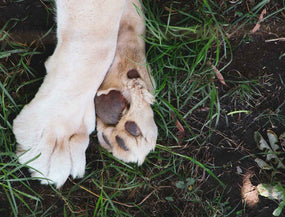 Pfoten-Krankheiten beim Hund