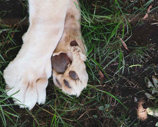 Pfoten-Krankheiten beim Hund