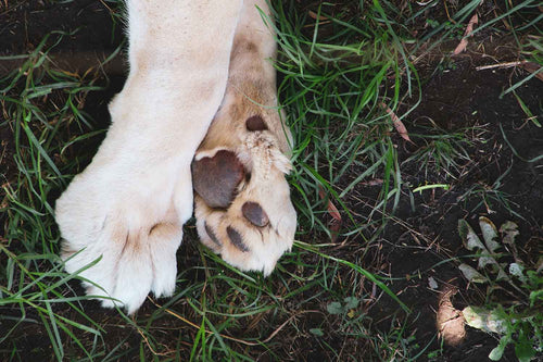 Pfoten-Krankheiten beim Hund