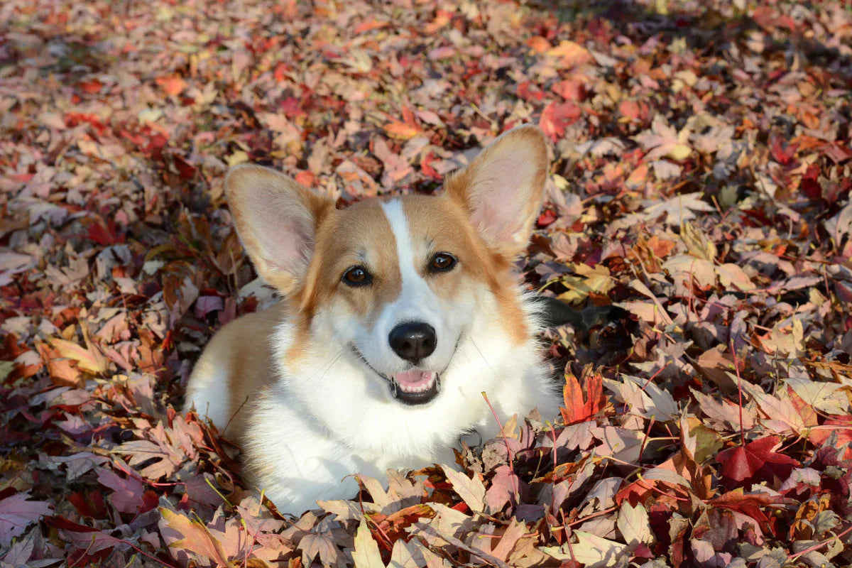 Herbst mit Hund – so genießt ihr die goldene Jahreszeit sicher und entspannt