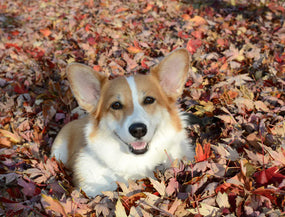 Herbst mit Hund – so genießt ihr die goldene Jahreszeit sicher und entspannt