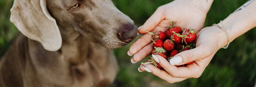 Hund mit Erdbeeren