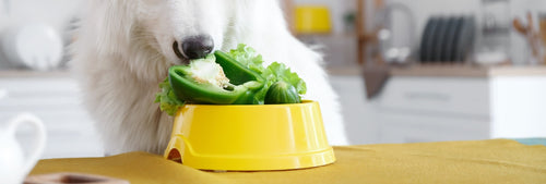 Hund riecht Paprika