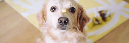 Dürfen Hunde Käse essen?