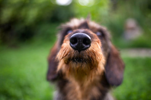 Hund schnüffelt gündlich die Umgebung ab