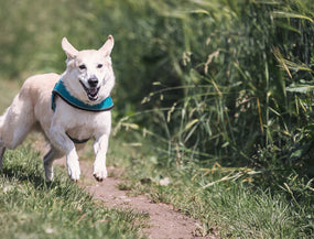 Wenn das Gassi-Gehen nicht läuft – Blasenentzündung beim Hund