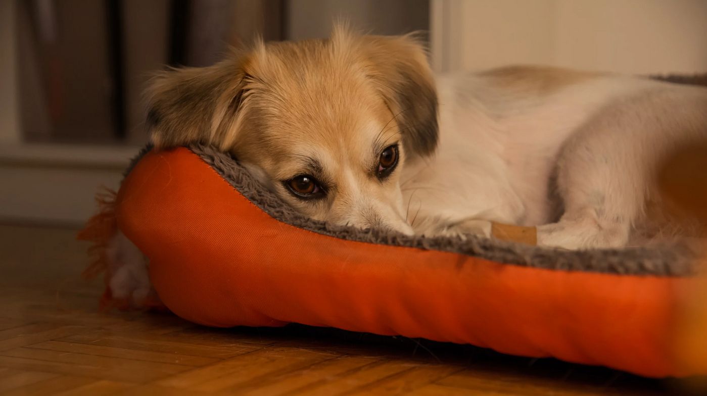 Hund wirkt müde und traurig. Kann mein Hund depressiv sein?