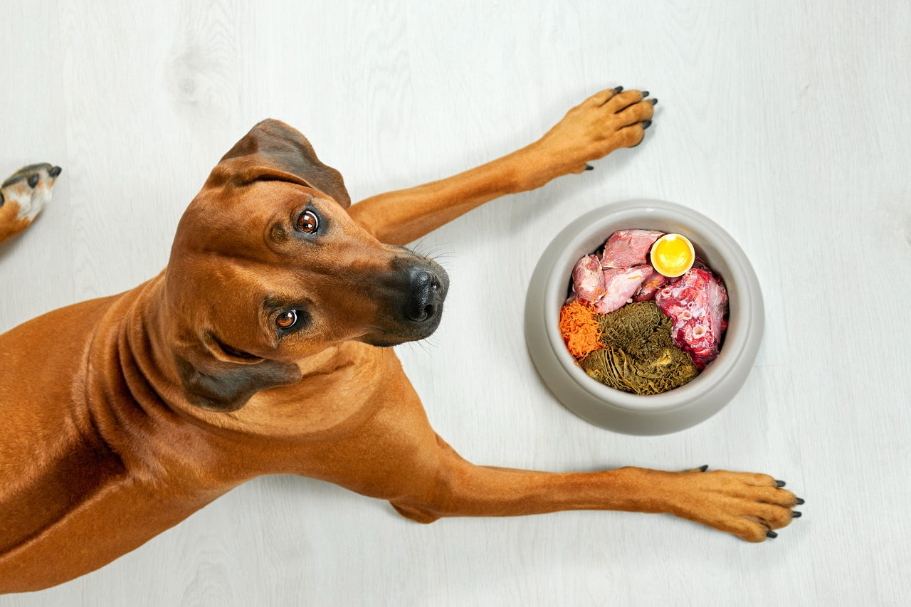 Ein Napf voll Sorgen Futtermittelallergien und Unverträglichkeiten bei Hunden – Alles, was du wissen musst