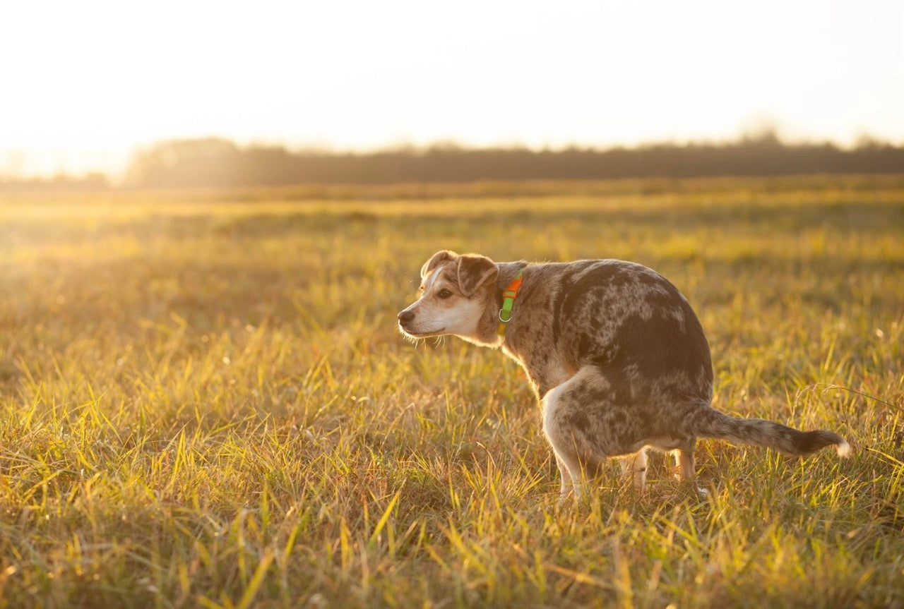 Schleimiger Hundekot – was steckt dahinter und was hilft wirklich?