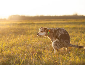 Schleimiger Hundekot – was steckt dahinter und was hilft wirklich?