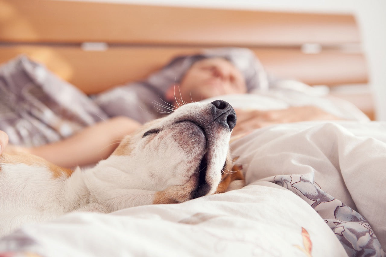 Dein Hund ist schlapp und müde? Mögliche Ursachen und Hilfe