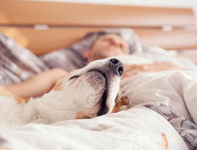 Dein Hund ist schlapp und müde? Mögliche Ursachen und Hilfe
