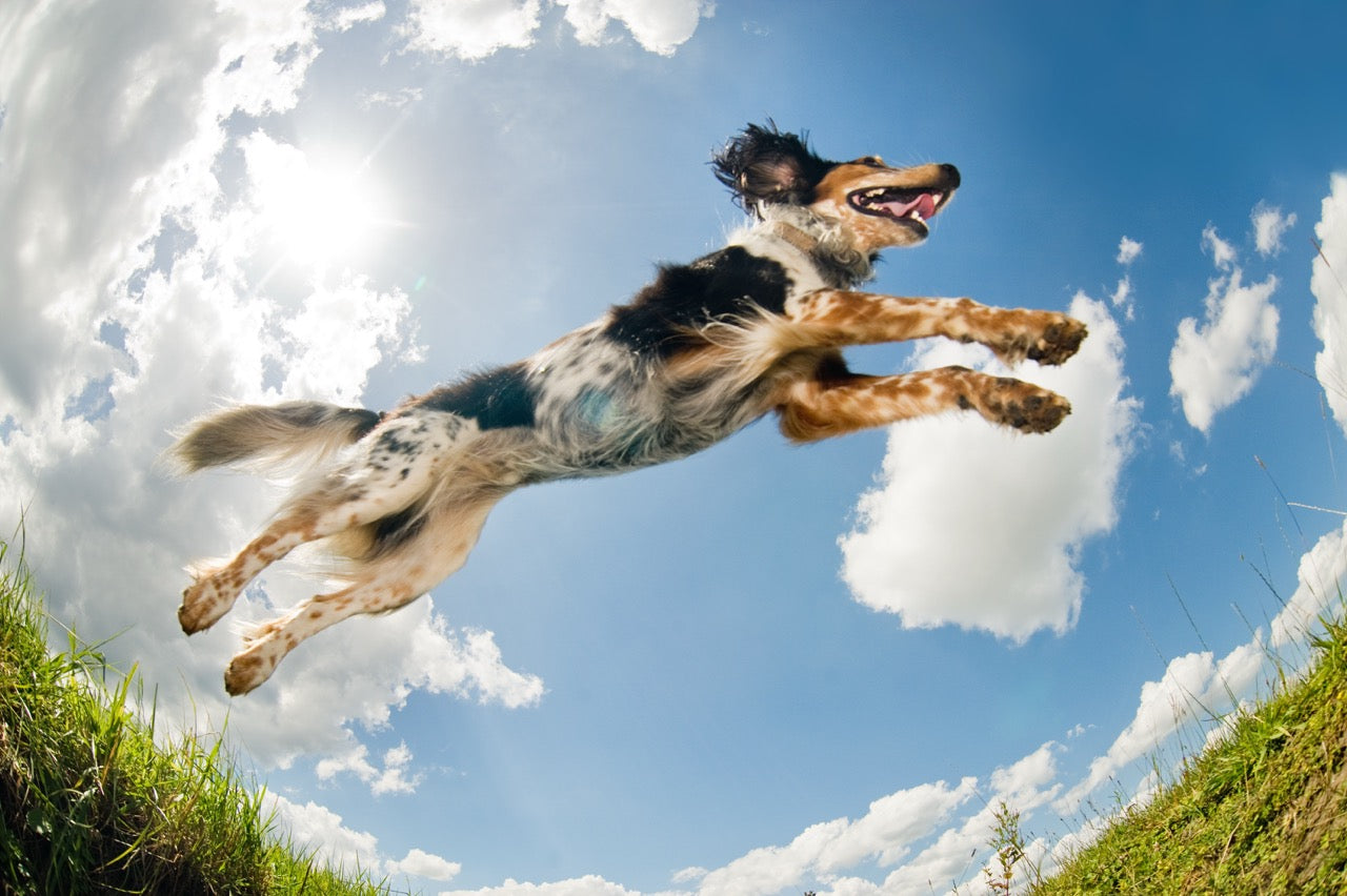 Gastritis beim Hund: Was tun, wenn der Hunde-Magen rebelliert?