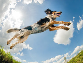 Gastritis beim Hund: Was tun, wenn der Hunde-Magen rebelliert?