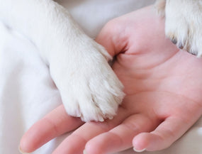 Krallen schneiden beim Hund - So geht's!