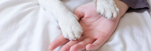Krallen schneiden beim Hund - So geht's!